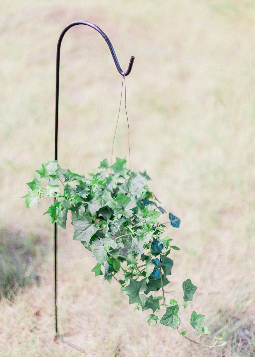 Outdoor wedding ceremony decor - ivy, hanging basket