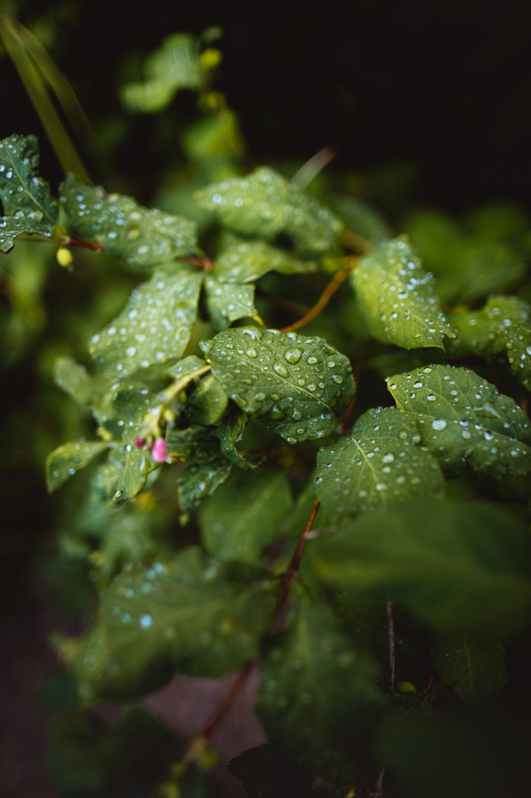 Dewdrops photographed on the vibrant green leaves of a wild rose bush