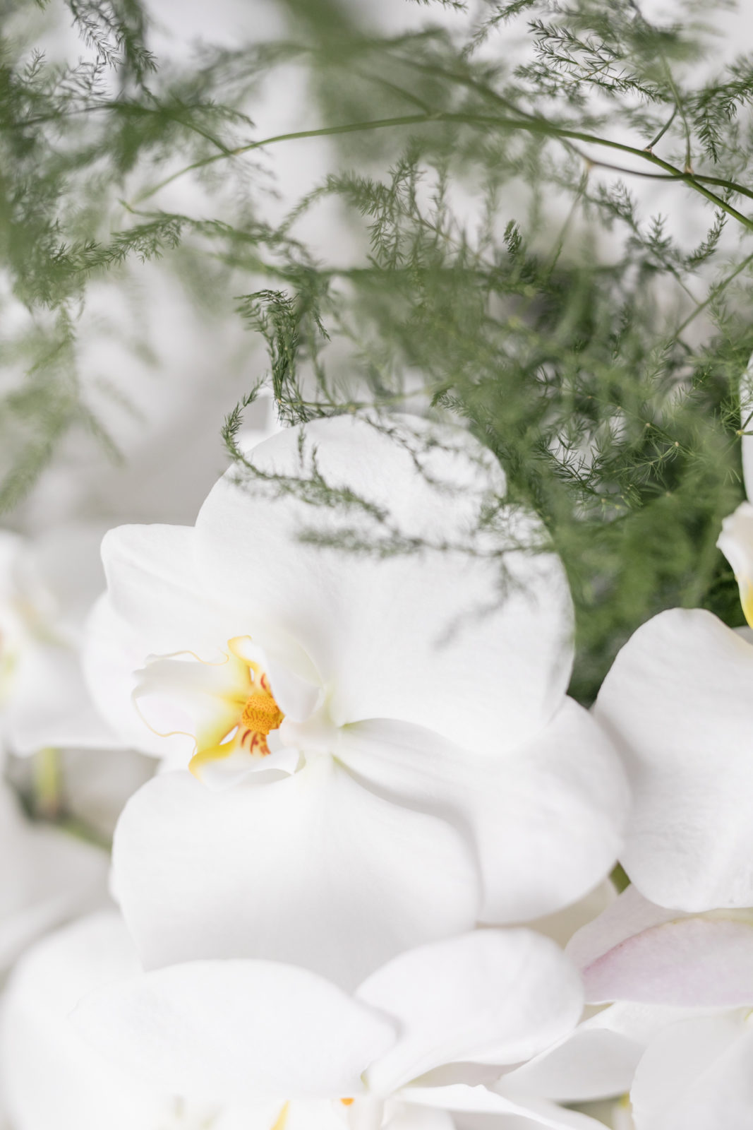fern and white orchid bridal bouquet, unique wedding bouquet, bridal inspiration 