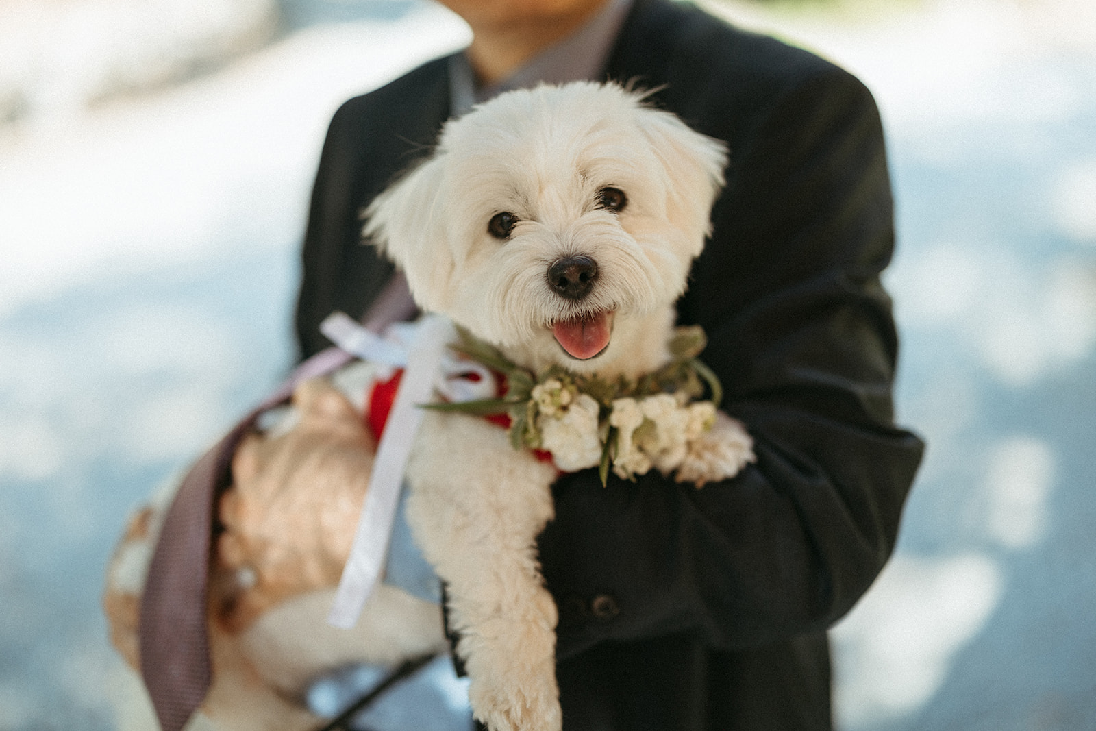wedding pets, pet portraits