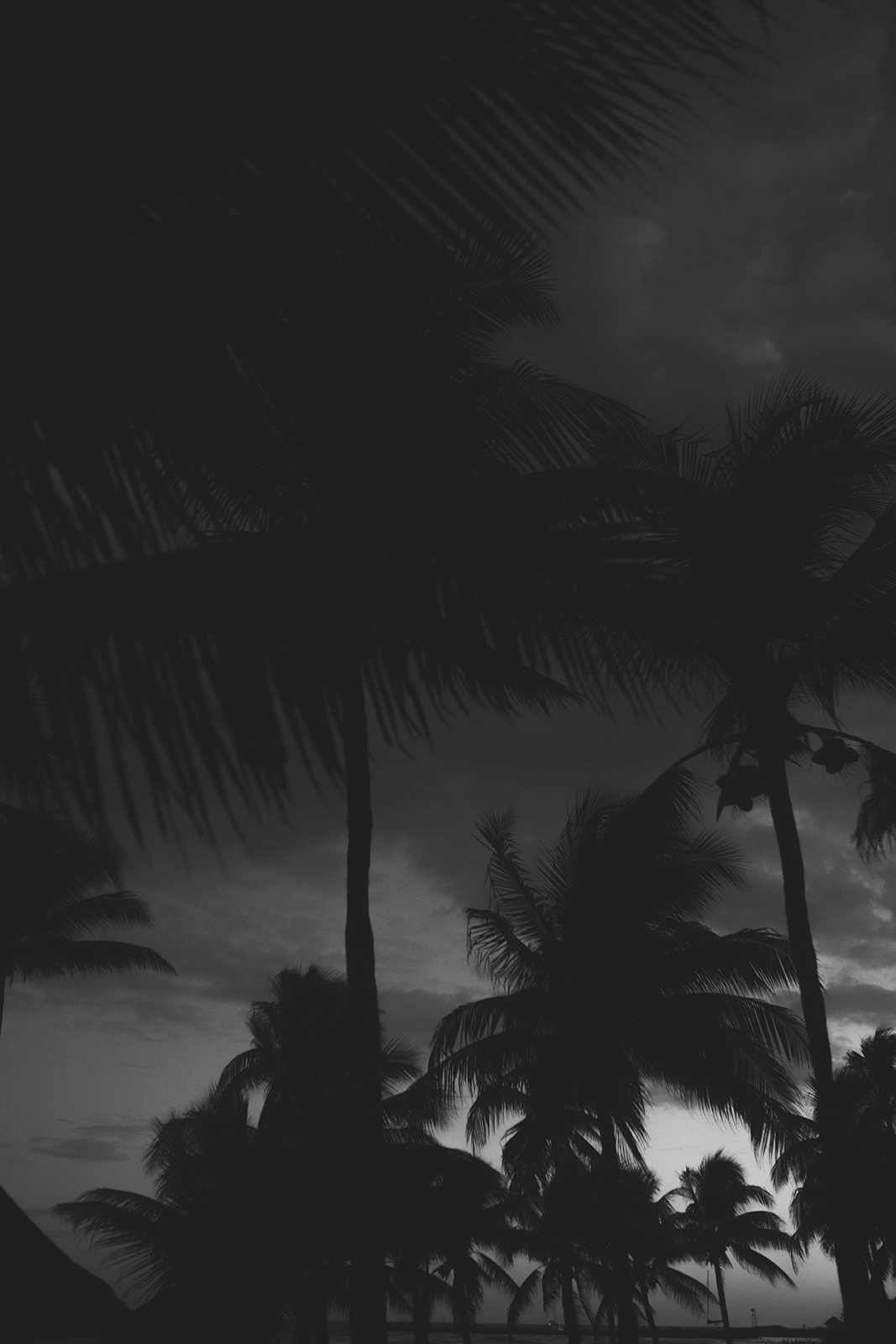 Black and white moody portrait of the stormy skies in Mexico, with palm trees blowing in the wind. 