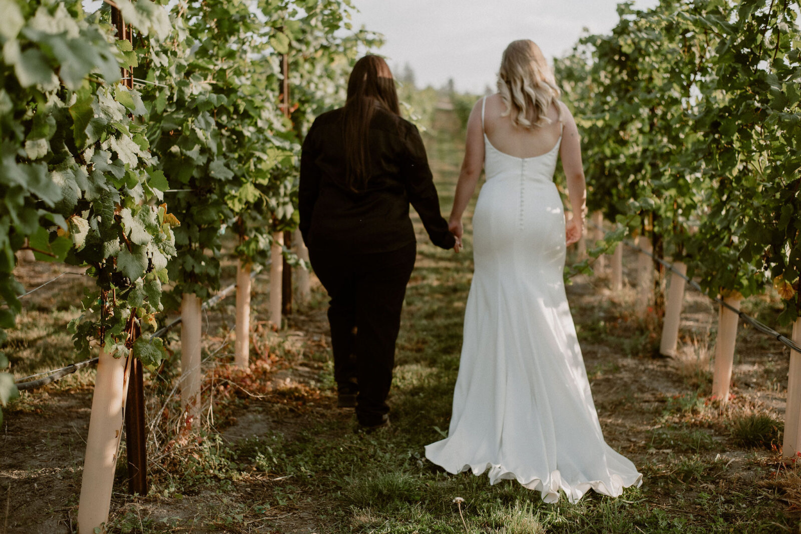 Couple walking through an Okanagan vineyard, at their intimate wedding with breathtaking views, first bride wearing elegant gown with buttons in the back.